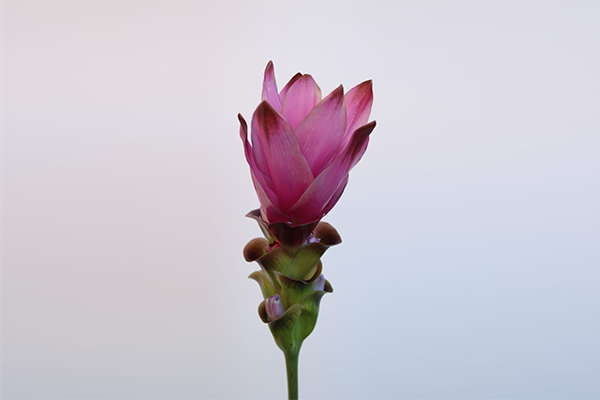 curcuma